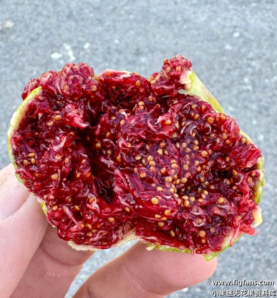 羽河无花果和耶鲁无花果-小果迷