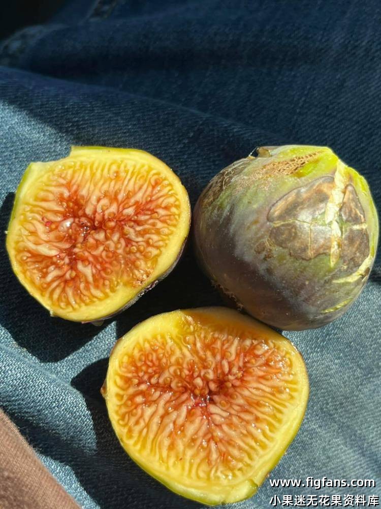 无花果猎人的日常-小果迷