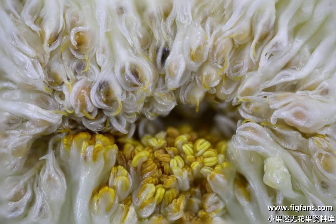 无花果猎人对雄树的观察-小果迷