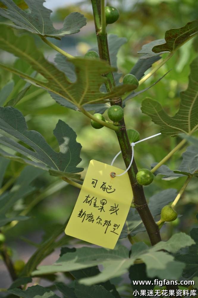 无花果航天育种国家队-小果迷