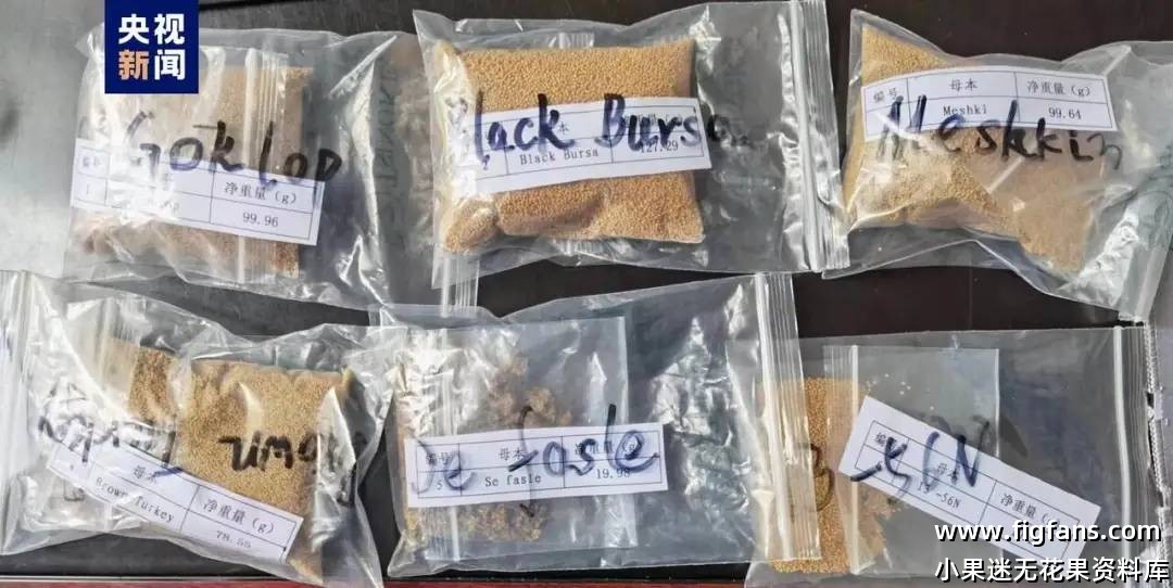 无花果航天育种国家队-小果迷