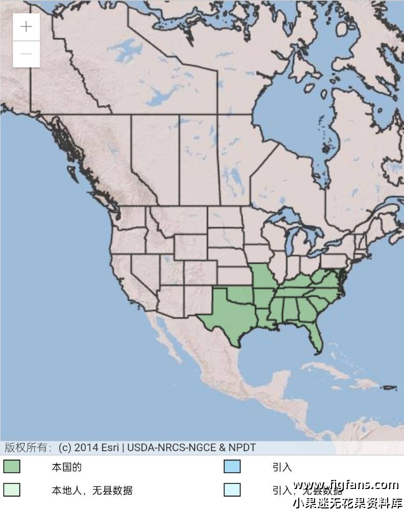 圆叶葡萄的基本介绍-小果迷