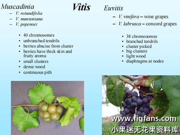 圆叶葡萄的基本介绍-小果迷