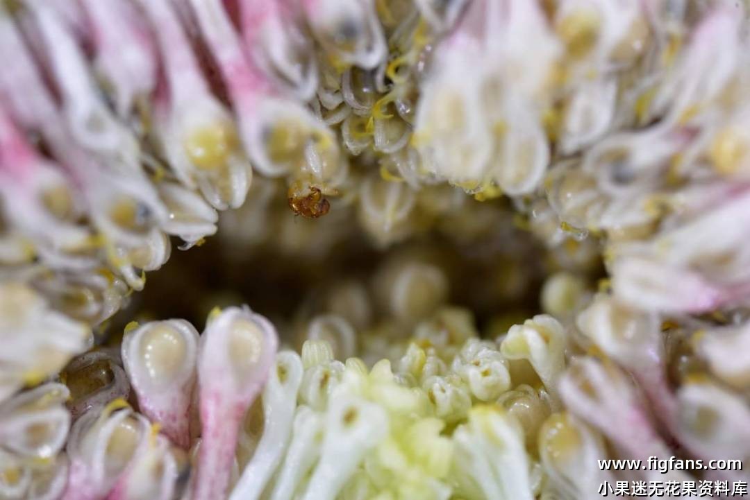 对黄蜂授粉过程的观察-小果迷