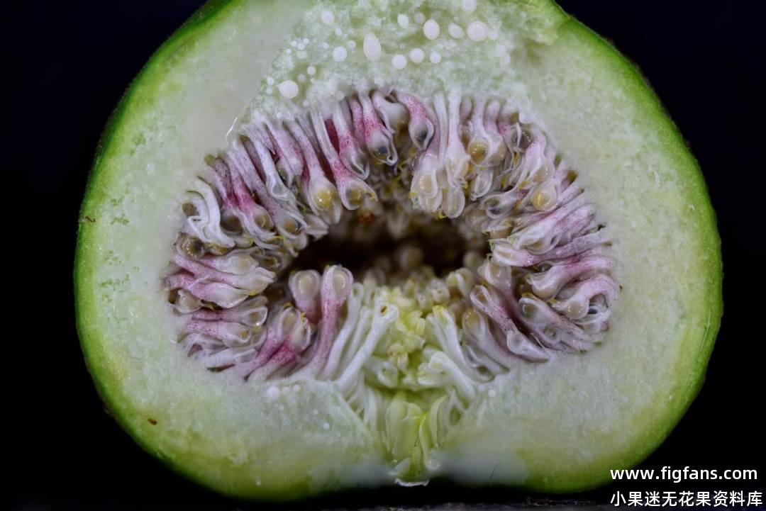 对黄蜂授粉过程的观察-小果迷