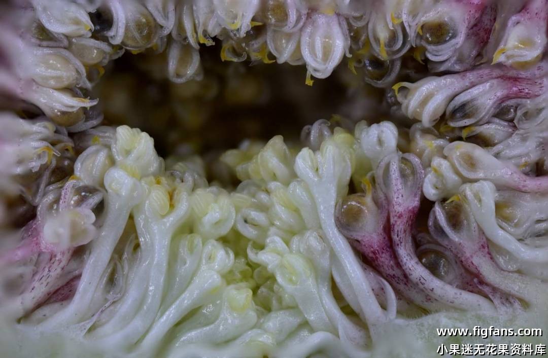 对黄蜂授粉过程的观察-小果迷