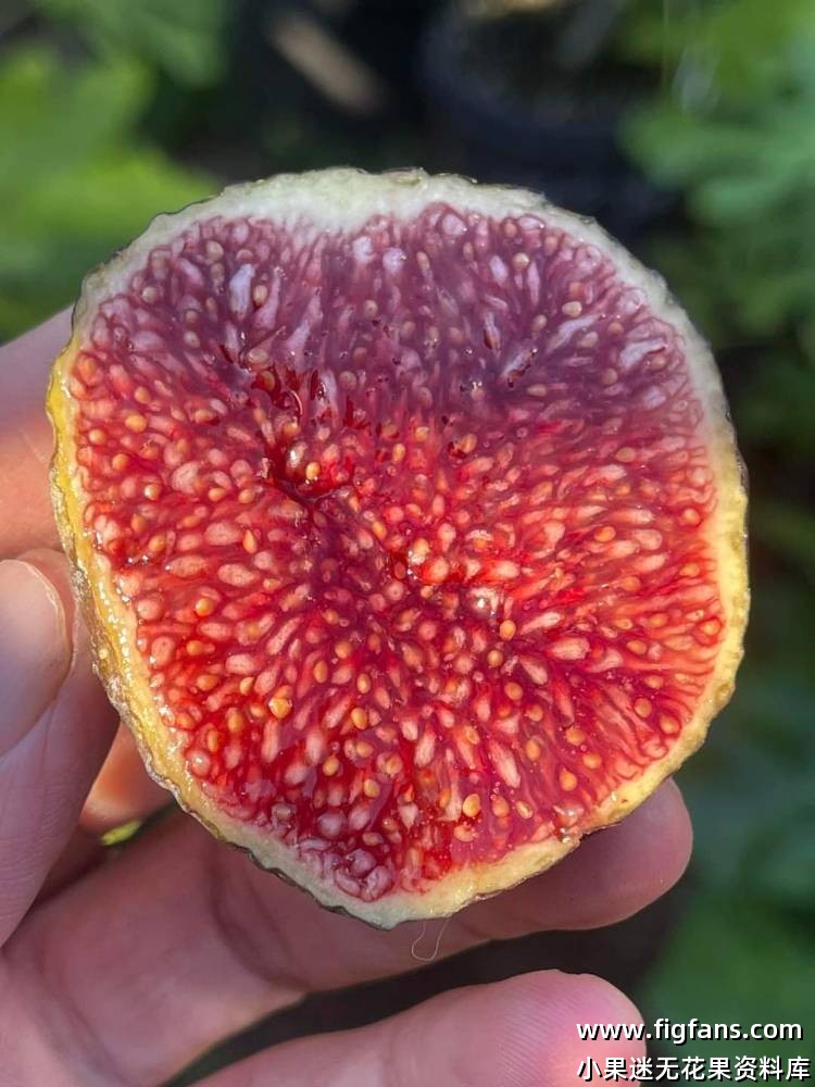 博尔达果图-小果迷