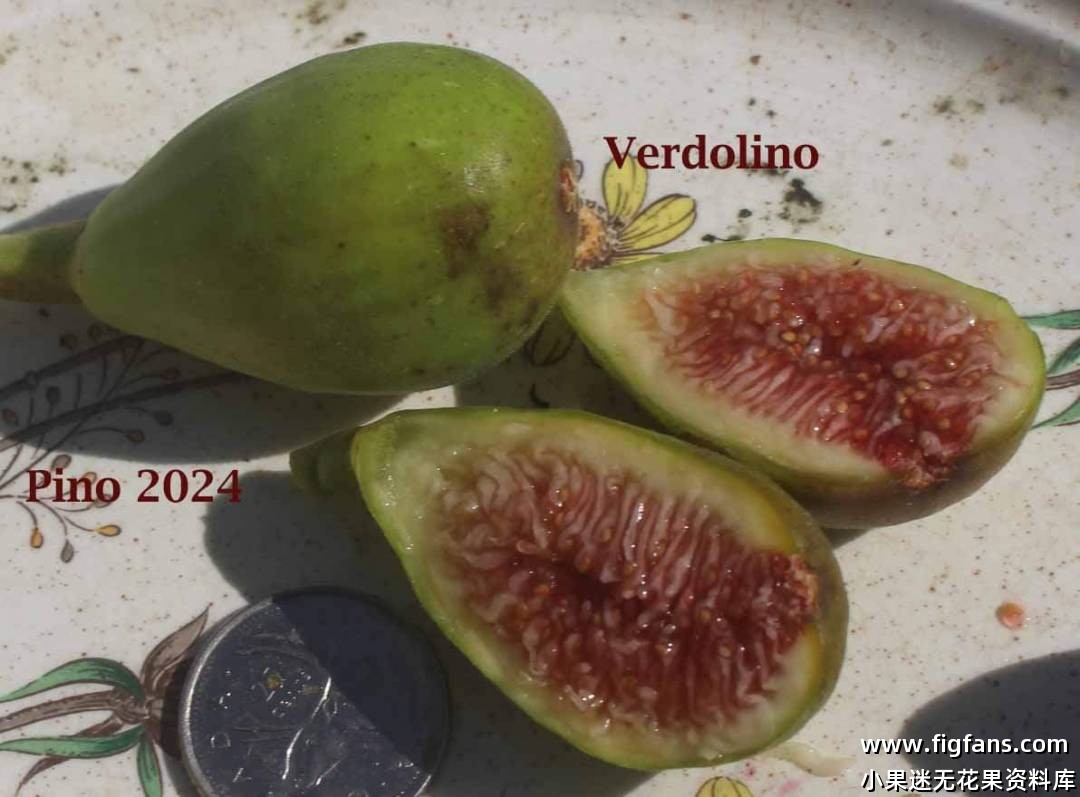 Pino2024果图-小果迷