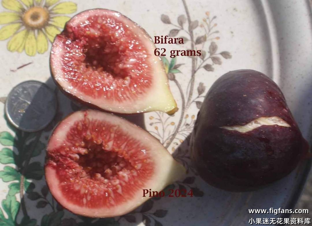 Pino2024果图-小果迷