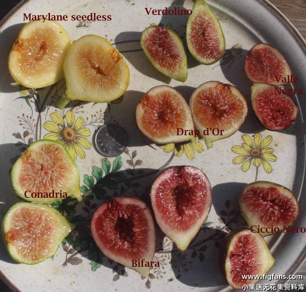 Pino2024果图-小果迷