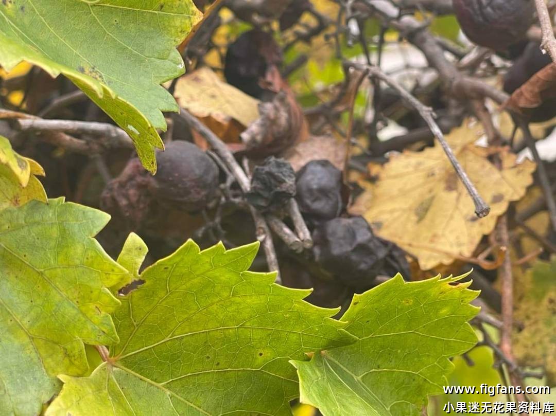 圆叶葡萄的秋季打理-小果迷