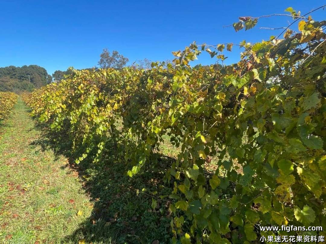 圆叶葡萄的秋季打理-小果迷