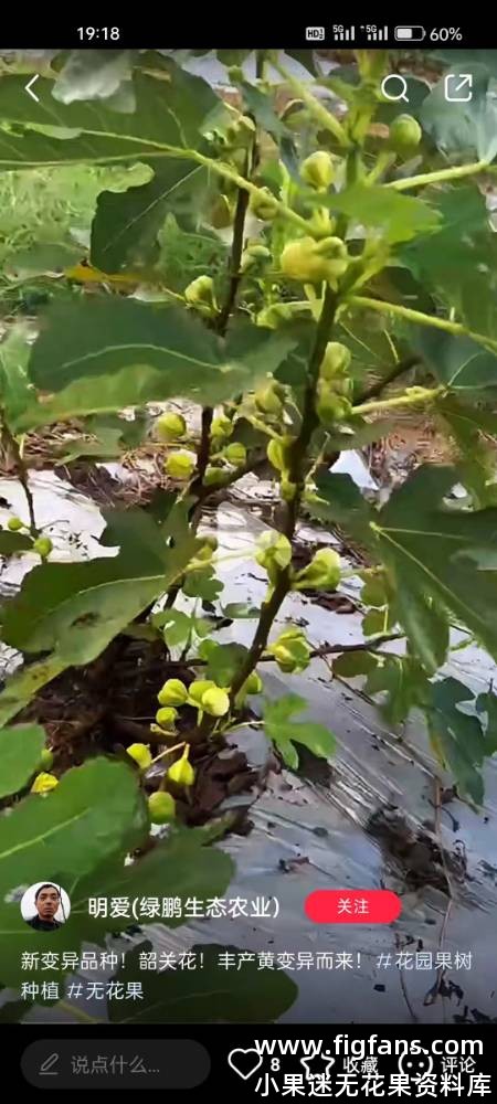 19.韶关花/韶关黄/彩毅   Sháoguān huā/Shaoguan Flower（中国本地品种）-小果迷