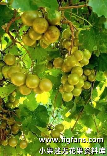 UPICKING is great this year-小果迷