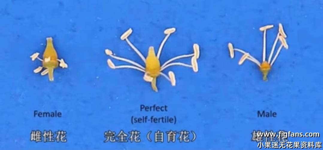 圆叶葡萄的花型.jpg