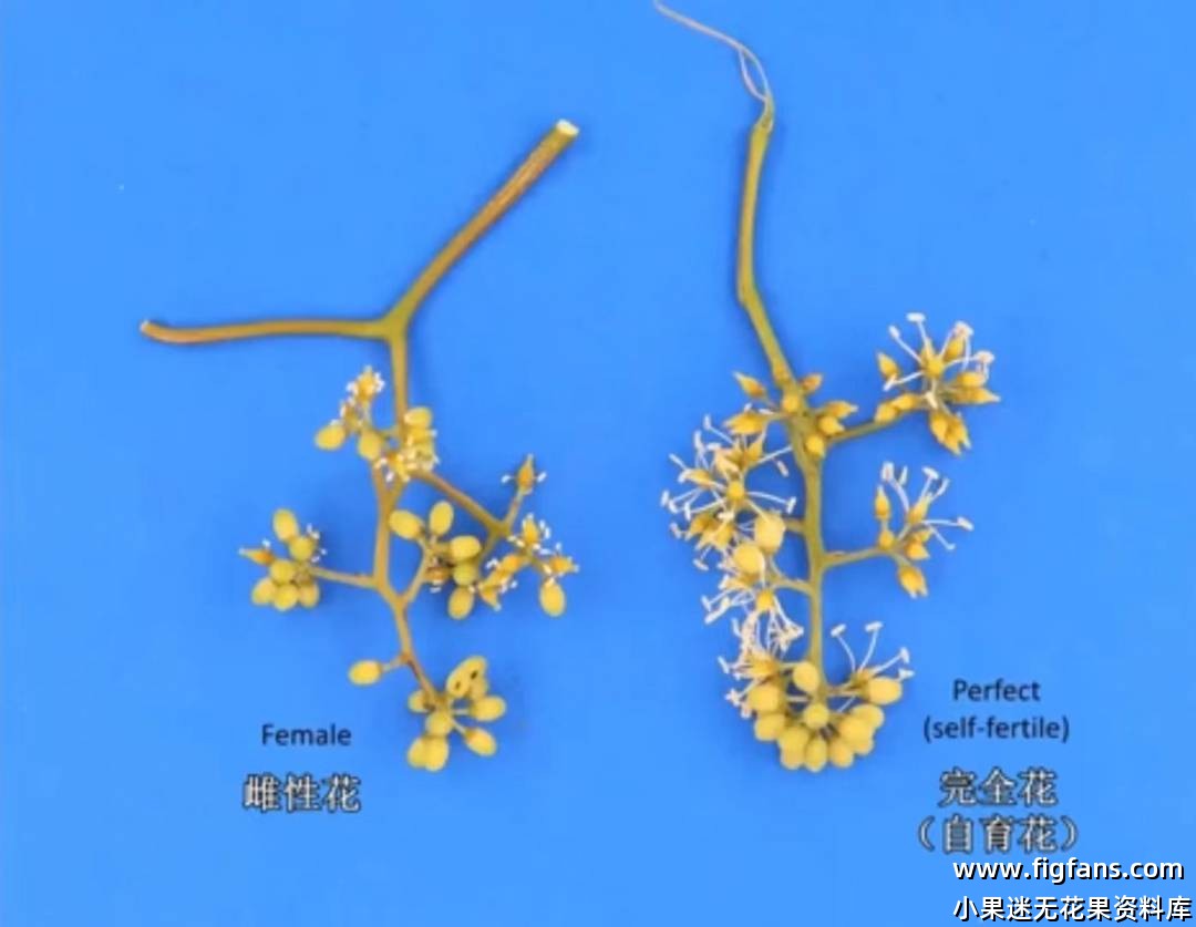 雌花&完全花.jpg