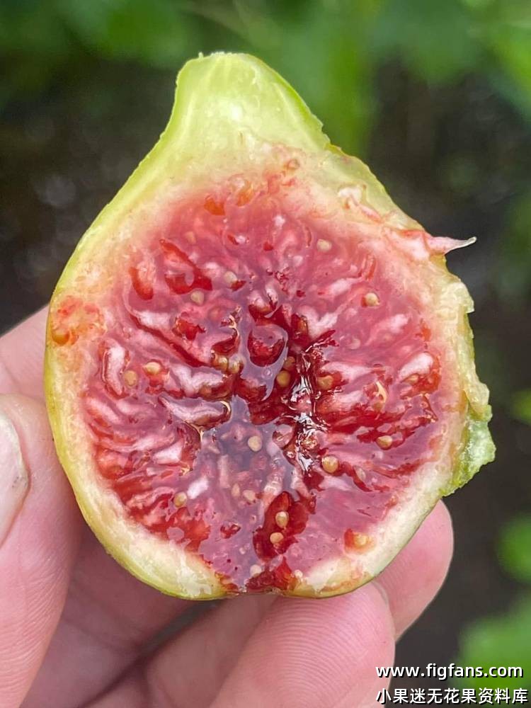 Belvedere 贝尔维德(Carlos)-小果迷