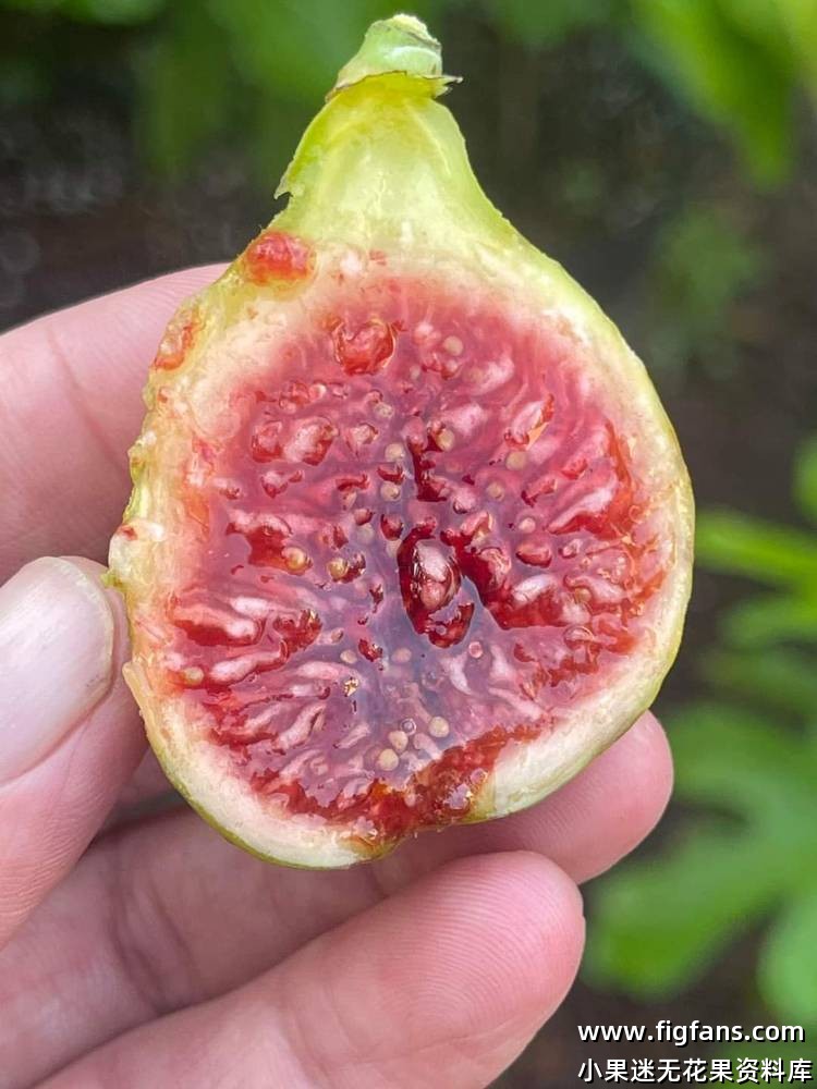 Belvedere 贝尔维德(Carlos)-小果迷