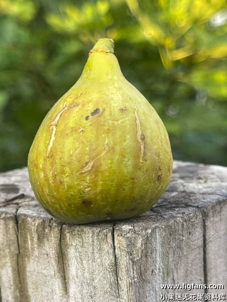 Belvedere 贝尔维德(Carlos)-小果迷