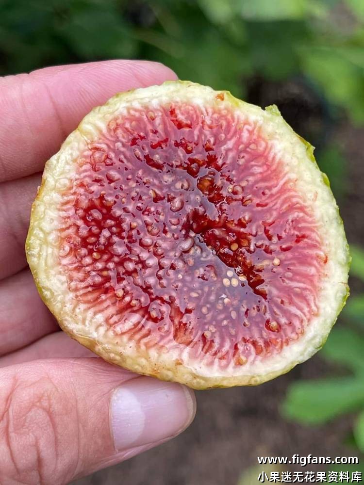 Dels Armitants MP 德尔阿米坦茨-小果迷