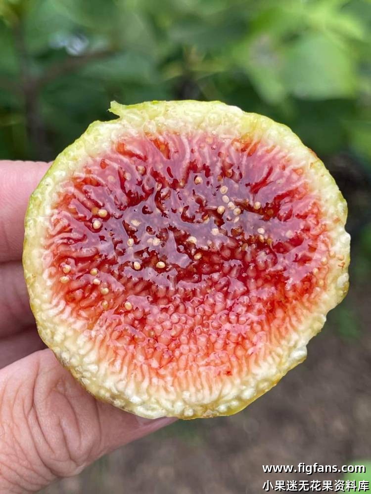 Dels Armitants MP 德尔阿米坦茨-小果迷