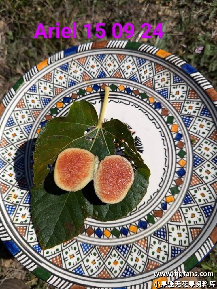 Ariel 艾丽尔-小果迷