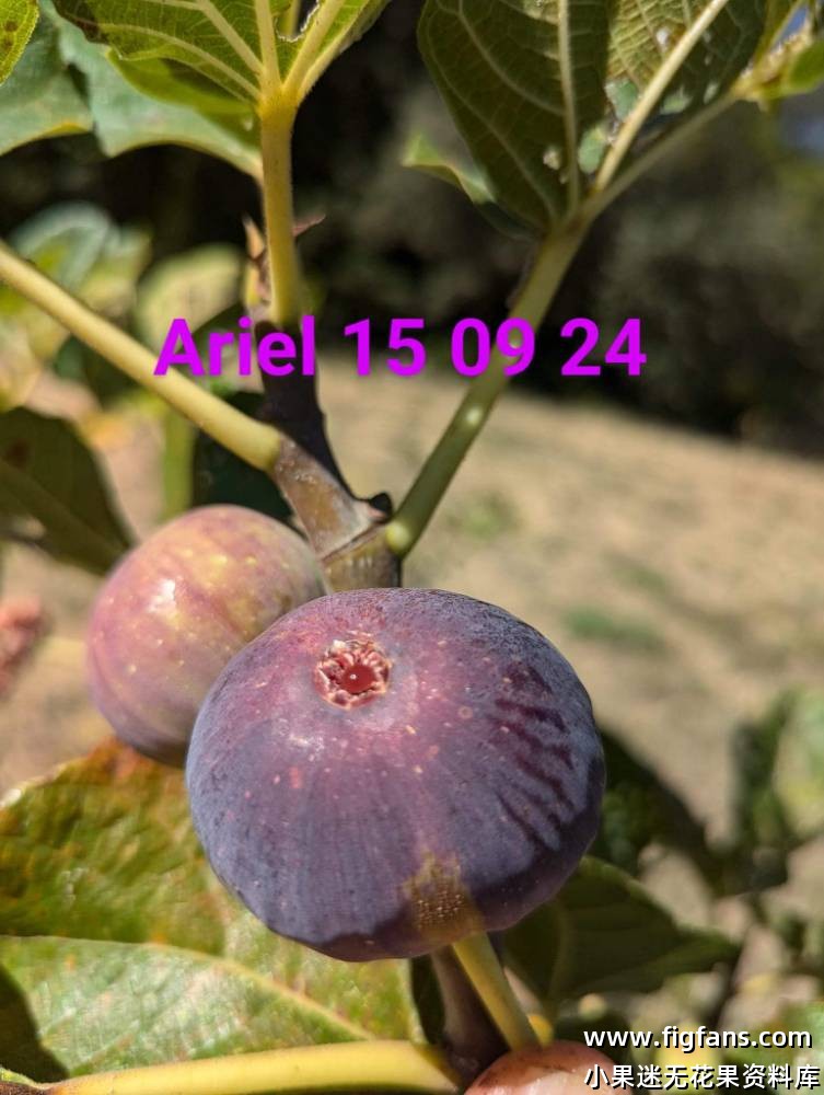 Ariel 艾丽尔-小果迷