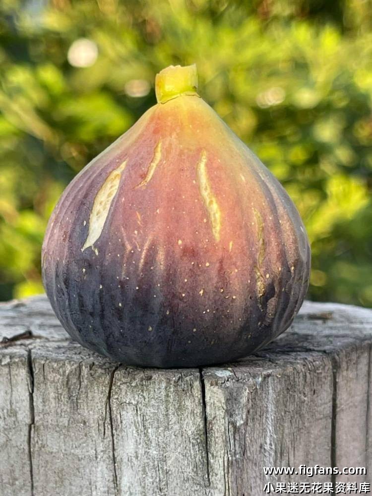 马里奥50#-小果迷