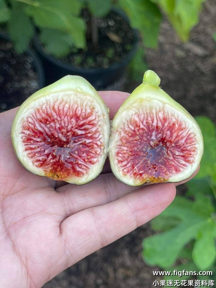 马里奥50#-小果迷