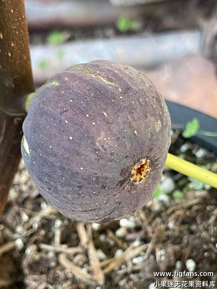 马里奥50#-小果迷