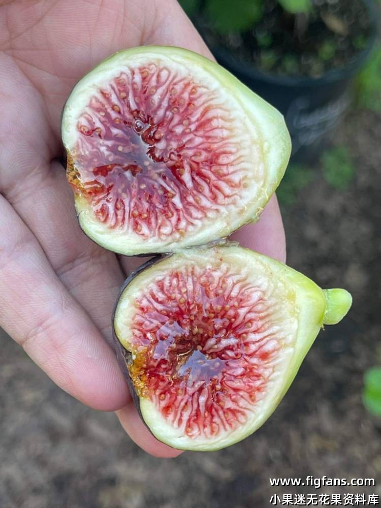 马里奥50#-小果迷