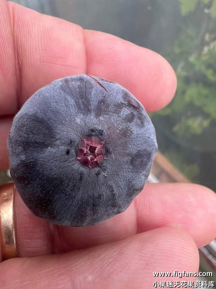 Black  Celeste-小果迷