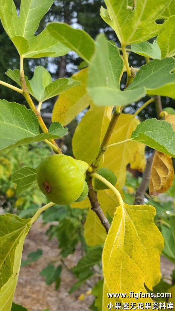 Corkys(Byron)科奇蜂蜜-小果迷