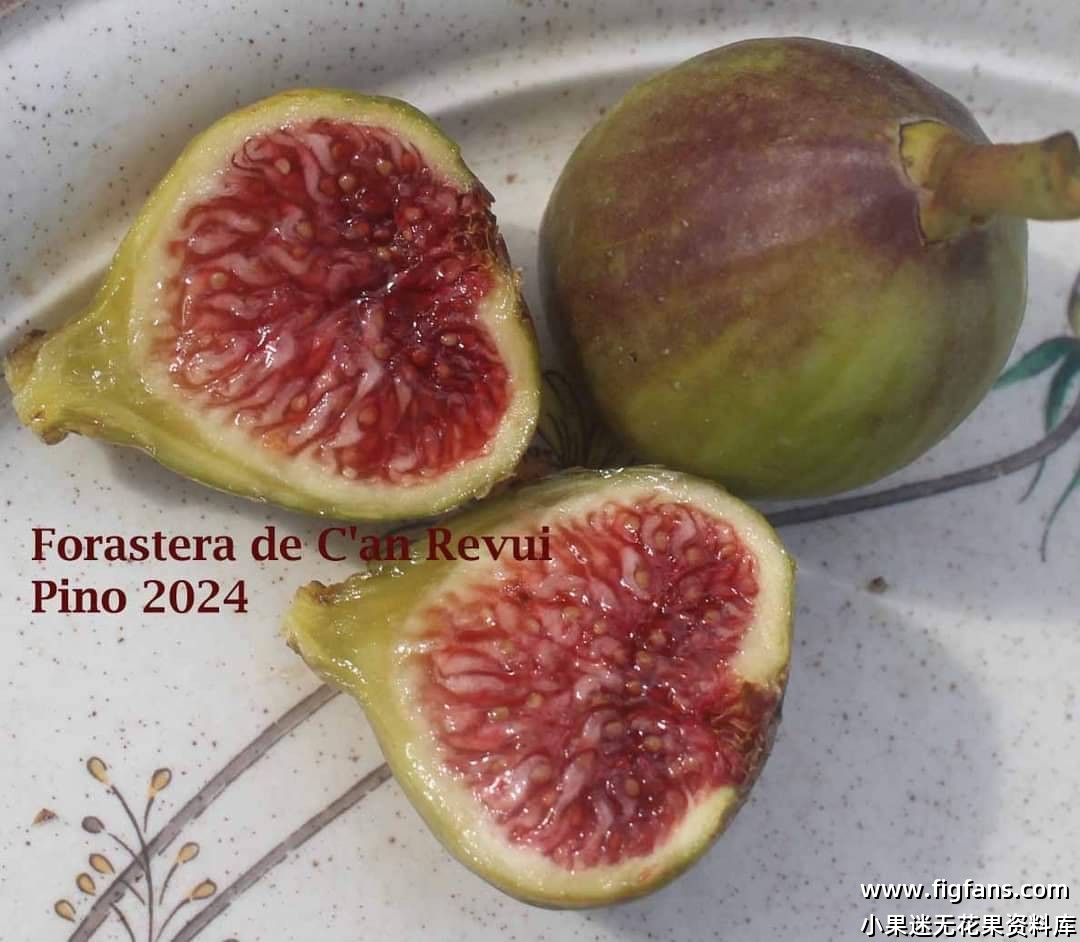 Forastera de Can Revui(Baud)-小果迷