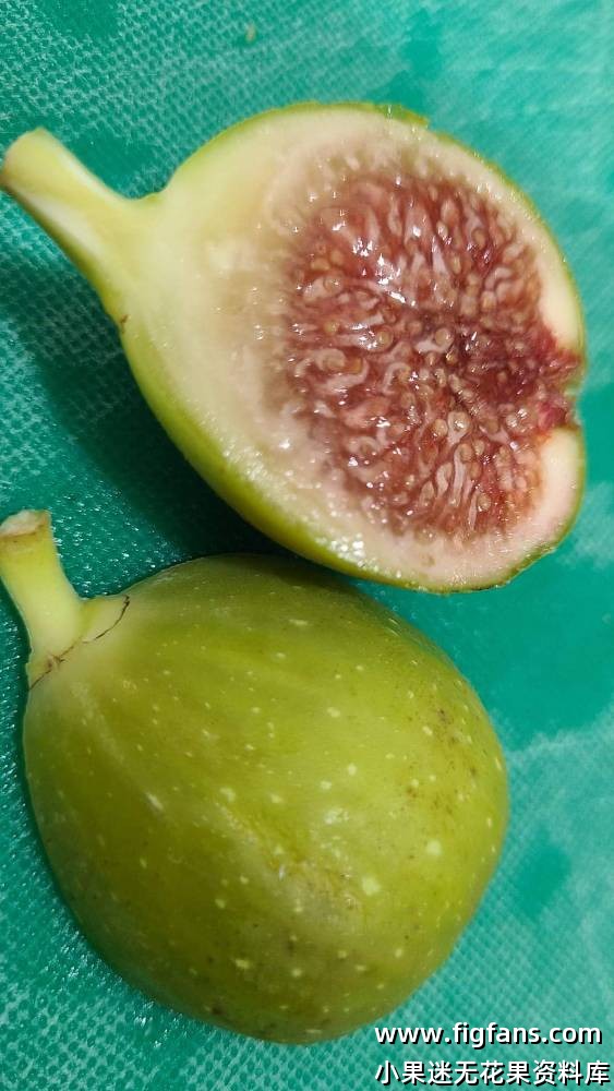 Gross Montreuse (Byron)-小果迷