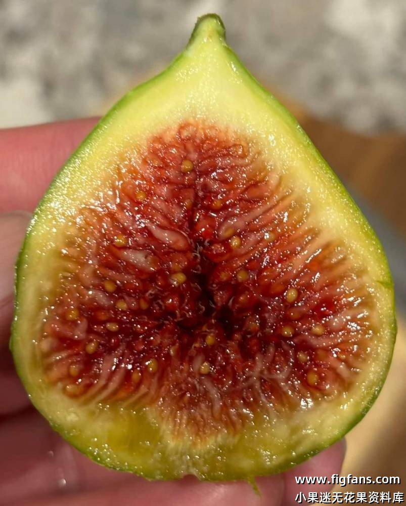 马里奥9号-小果迷