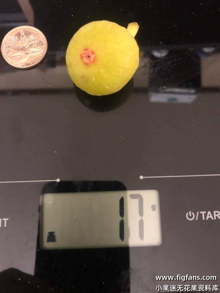 Campinere 坎皮内尔-小果迷