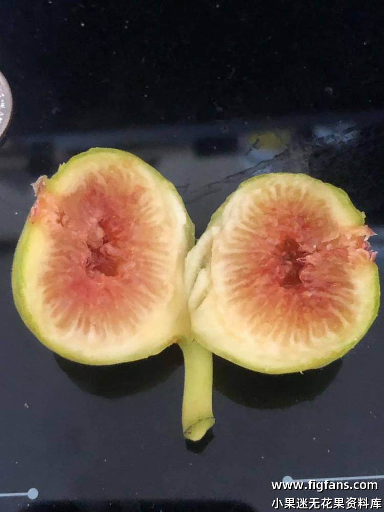 Campinere 坎皮内尔-小果迷