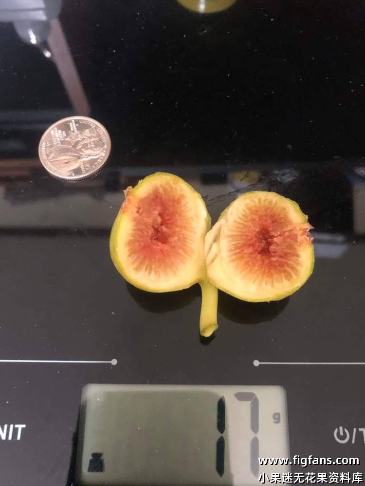 Campinere 坎皮内尔-小果迷