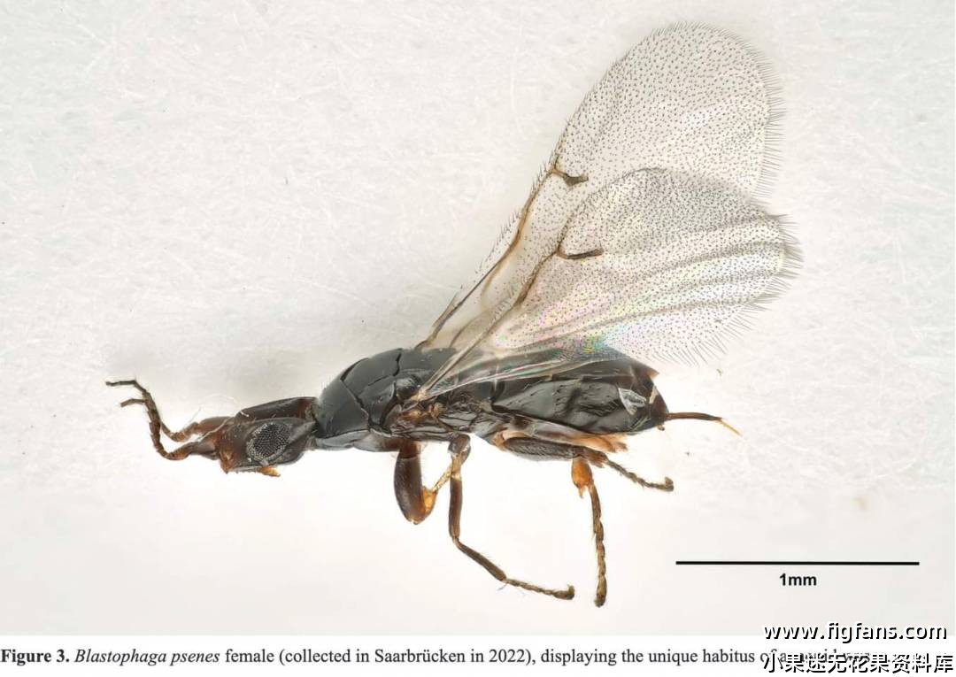 阿尔卑斯山以北出现了榕小蜂（silvan）-小果迷