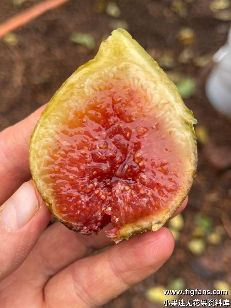 Miralla MP   迷拉拉（庞斯）-小果迷