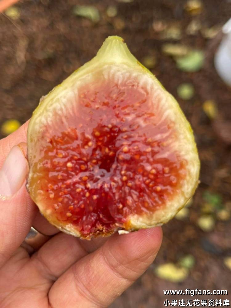 Miralla MP   迷拉拉（庞斯）-小果迷