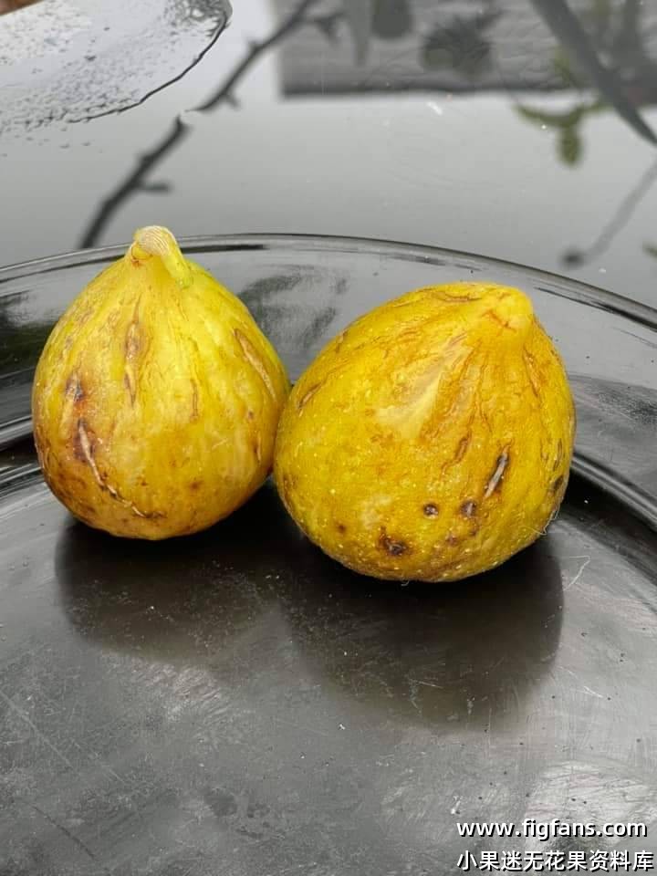 Miralla MP   迷拉拉（庞斯）-小果迷