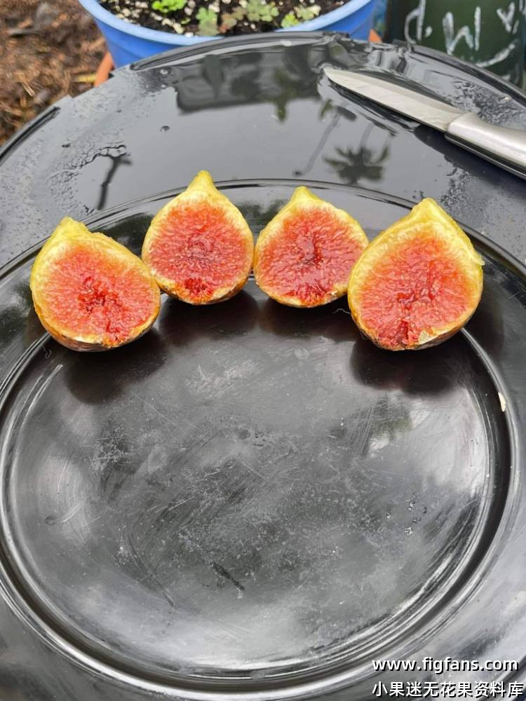 Miralla MP   迷拉拉（庞斯）-小果迷