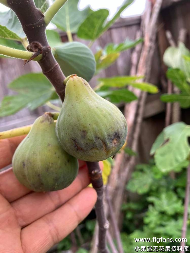 LSU Scott Yellow-小果迷