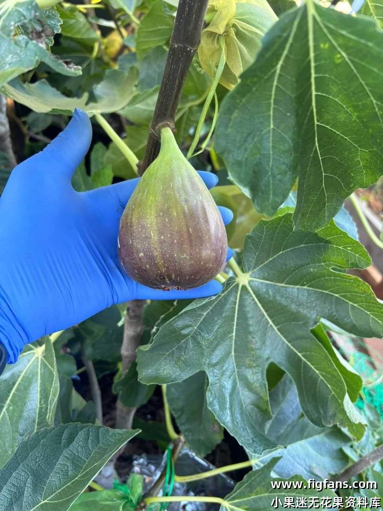 Super Jumbo DK(Dan)-小果迷