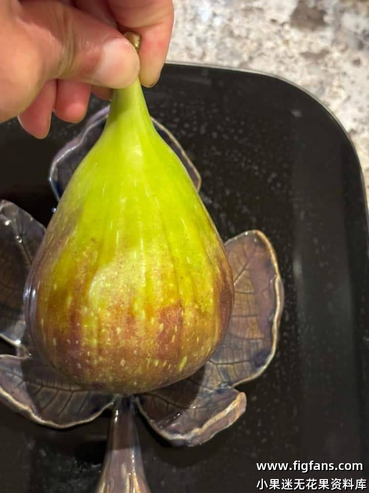 Super Jumbo DK(Dan)-小果迷