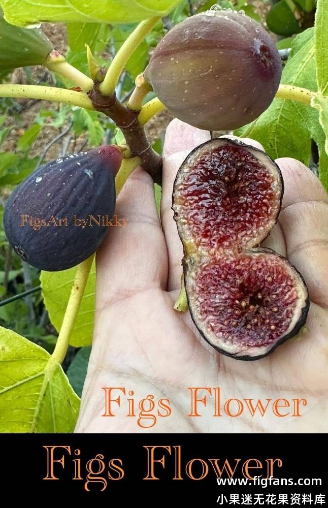 FIGS FLOWER（NIKKY）-小果迷