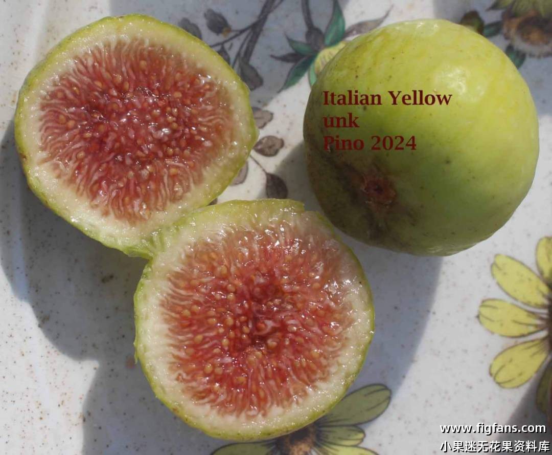 Italian Yellow Unk(NYCfigs Ourfigs)  意大利黄-小果迷
