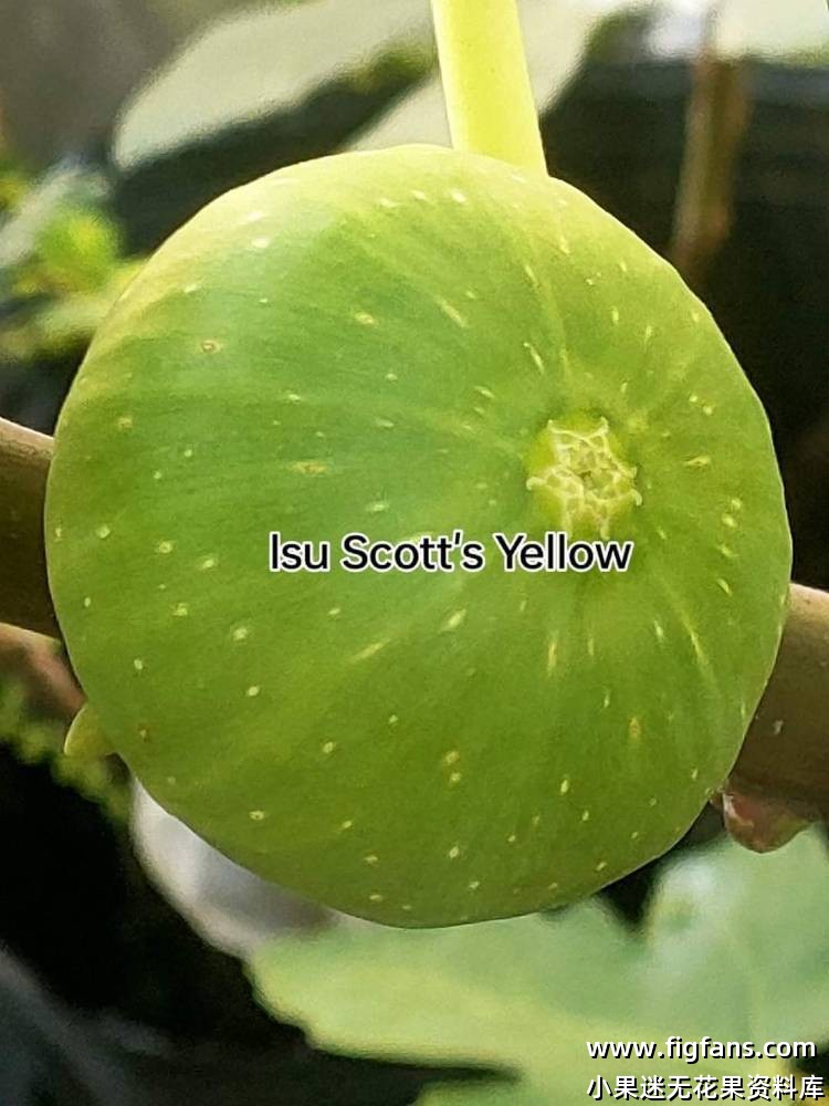 Lsu Scott's Yellow fig-小果迷